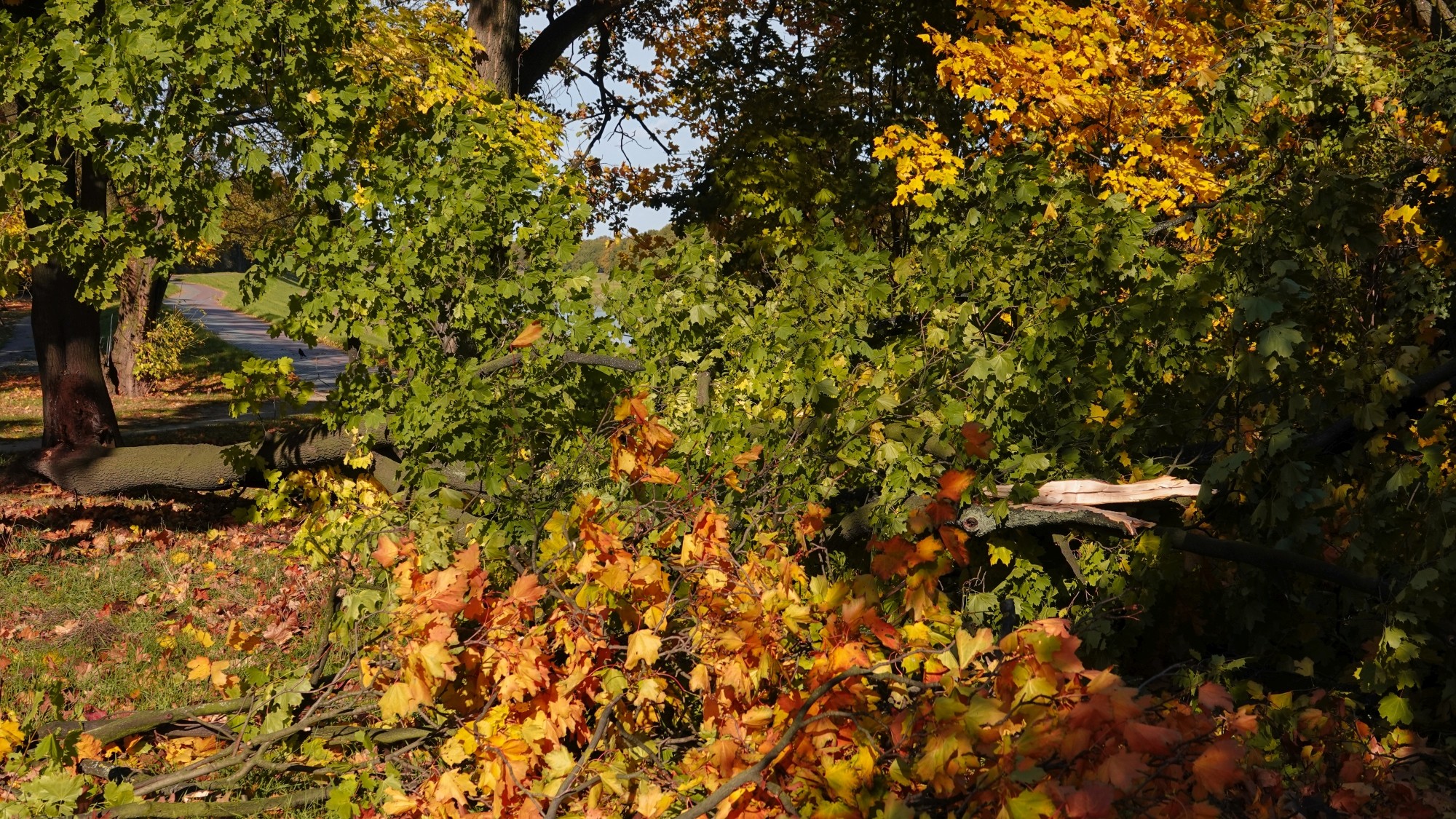 Wichura w Polsce - zdjęcie 21