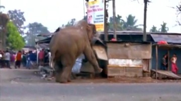 Słoń zdemolował miasto w Indiach. Zniszczył domy i samochody