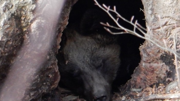 Niedźwiedzie idą spać. Znany leśniczy Kazimierz Nóżka opublikował wyjątkowe zdjęcie