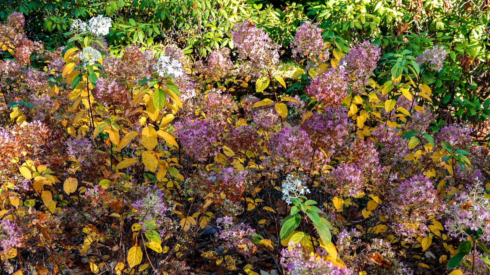 Wszystkie barwy jesieni - zdjęcie 28