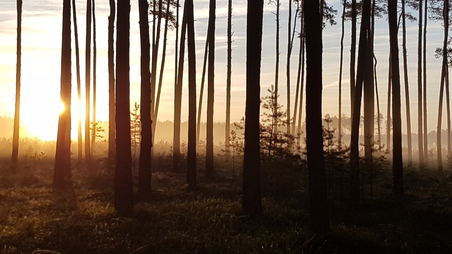 Wschód Słońca w lesie k. Stalowej Woli w woj. podkarpackim. Fot. Andrzej.