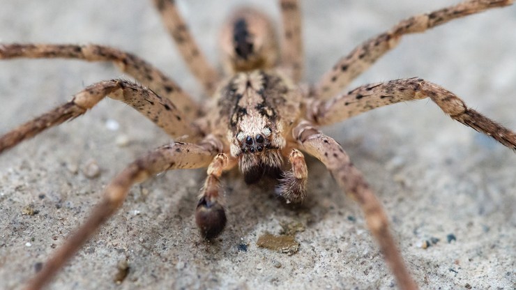 Niemcy: W kraju rozprzestrzenia się jadowity pająk Nosferatu