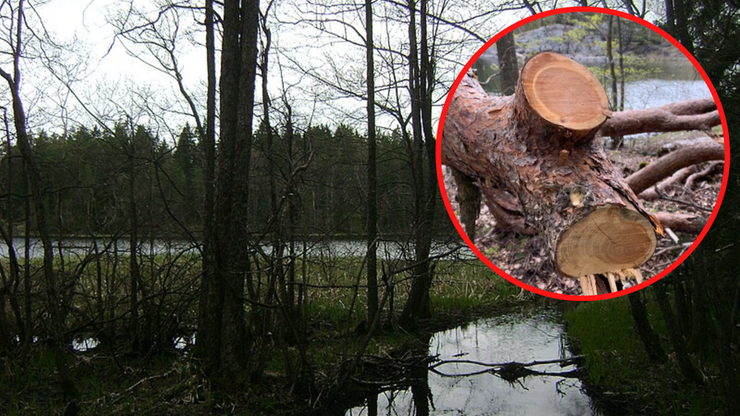Szwecja: Kradzieże drewna w parkach narodowych. Na złodziei czekają surowe kary