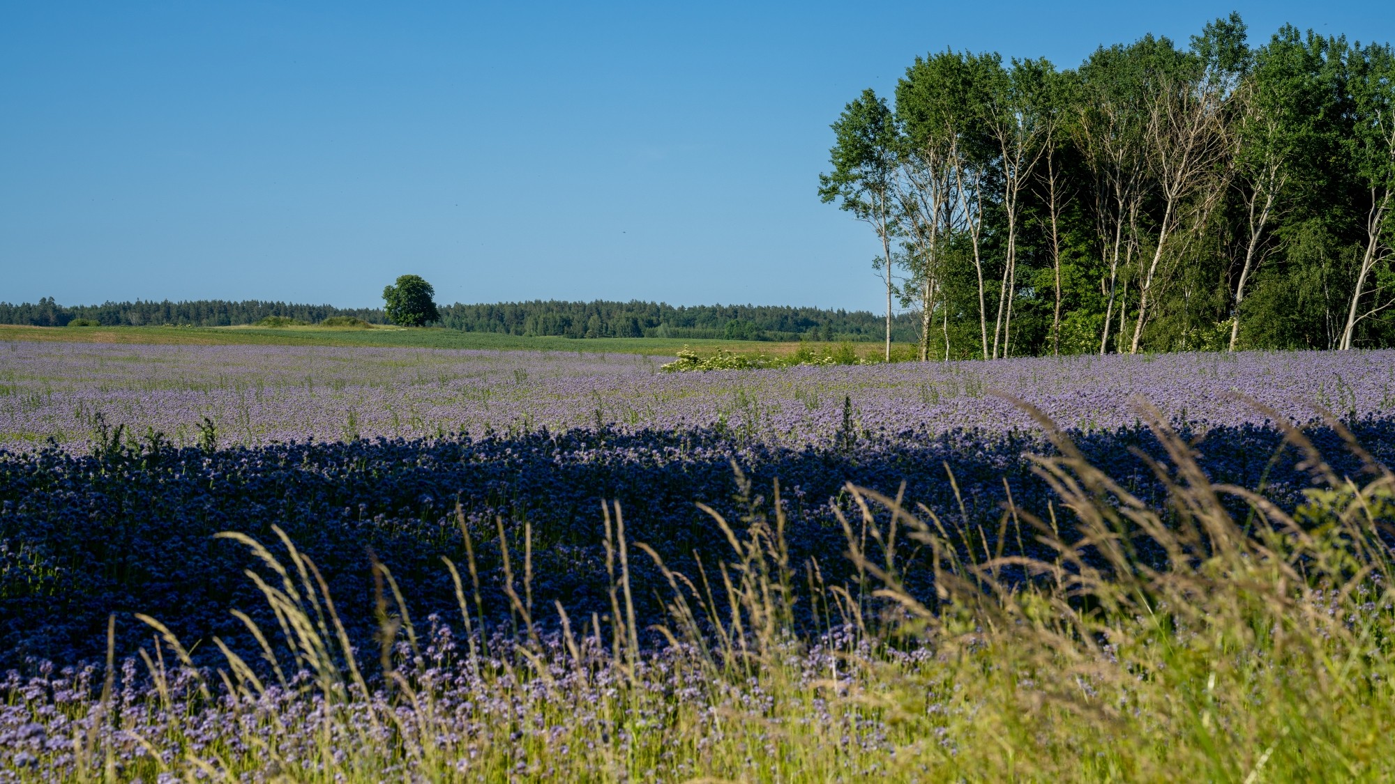 Kolory lata - zdjęcie 58