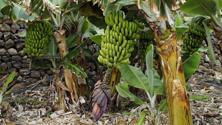 Włochy. Efekt zmian klimatycznych: coraz więcej upraw bananów i mango