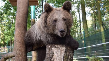 Niedźwiedzica Cisna i inni "dzicy" podopieczni poznańskiego zoo zagrożeni
