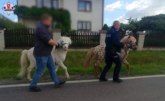 Kuce biegły drogą i chodnikiem