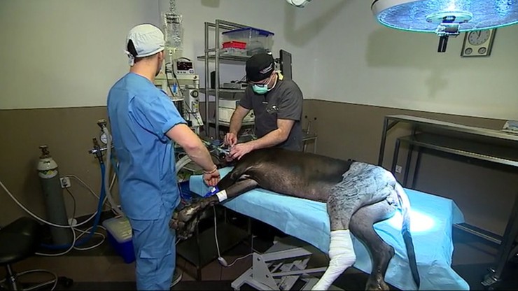 Bioniczna proteza ratuje psie życie