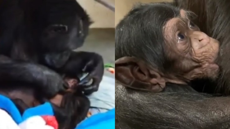 USA. Szympansica myślała, że jej młode nie przeżyło porodu. Wzruszająca reakcja