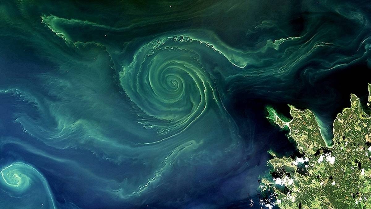 Widok z satelity przedstawiający zielone wiry glon&oacute;w na ciemnoniebieskiej wodzie Morza Bałtyckiego, z widocznym fragmentem zielonego wybrzeża.