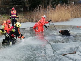Akcja ratunkowa na jeziorze. Strażacy ocalili konia, który wpadł pod lód [WIDEO]