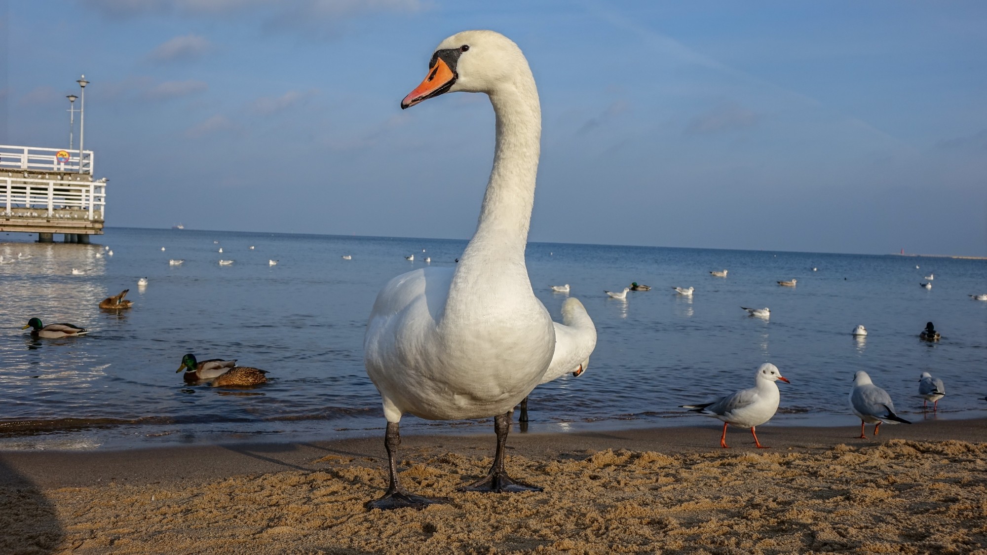 Z kamerą wśród zwierząt - zdjęcie 23