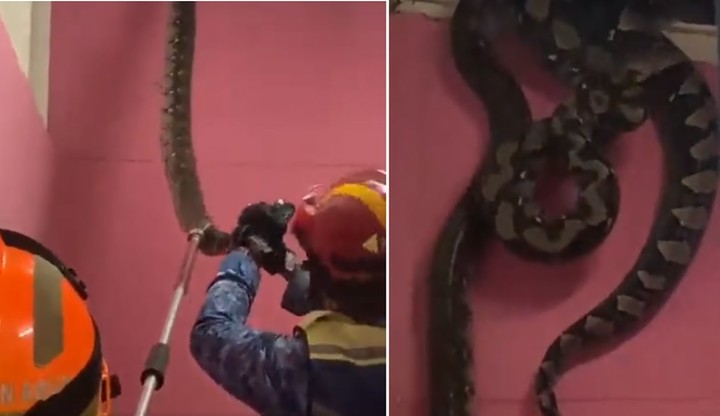 Malezja. Trzy węże gnieździły się pod dachem. Nagranie bije rekordy na Twitterze