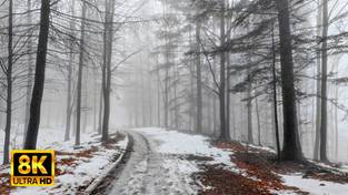 Spacer przez mglisty las