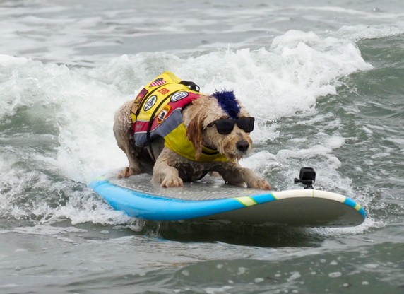 W Kalifornii odbyły się mistrzostwa psich surferów