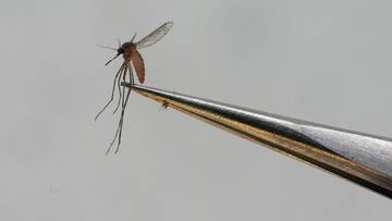 Gorączka chikungunya występuje w 110 krajach, a jej ogniska występowały także w Europie Południowej. Szczególnie 