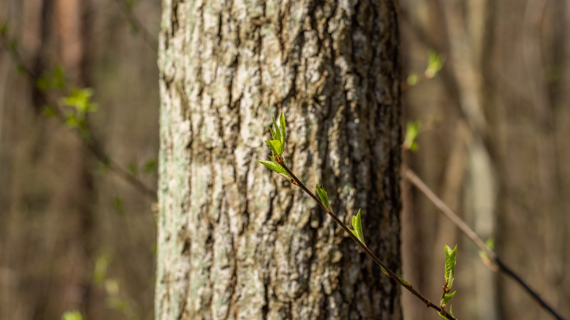 Miejska przyroda - zdjęcie 56