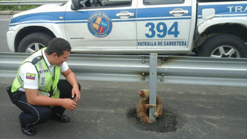 Ekwador: policjanci uratowali przestraszonego leniwca