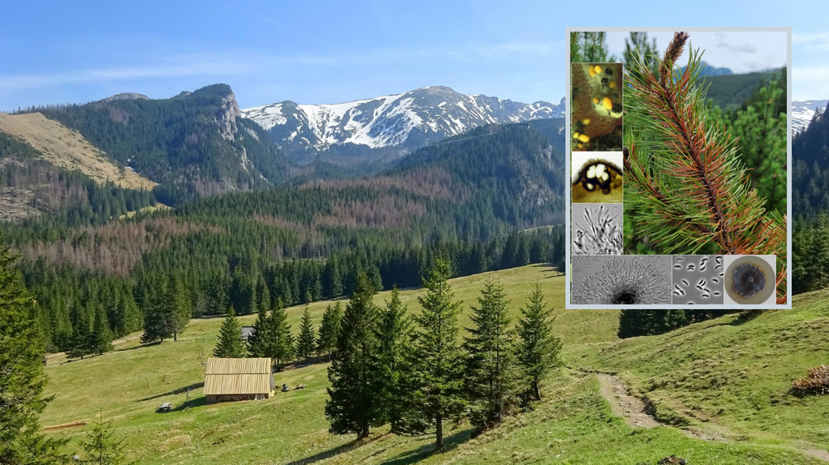 W Tatrach odkryto nieznany dotąd gatunek grzyba. Ma już swoją nazwę