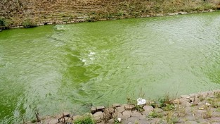 29.09.2021 05:56 W najstarszym mieście w Polsce rzeka Prosna nagle zmieniła kolor na zielony. Co się stało?