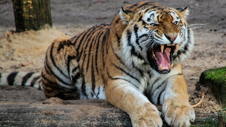 Indonezja. Z zoo uciekły tygrysy. Zginął pracownik