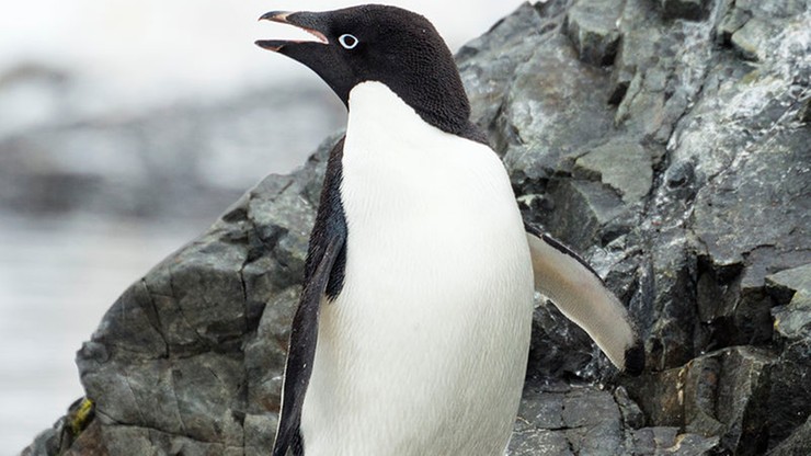 Nowa Zelandia. Rzadki pingwin białooki znalazł się 3 tys. km od domu