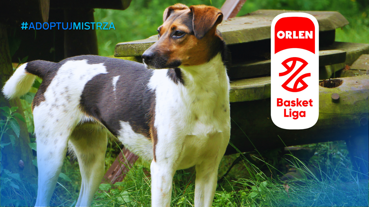 Pies w plenerze, z logo ORLEN Basket Ligi i hasłem #AdoptujMistrza.