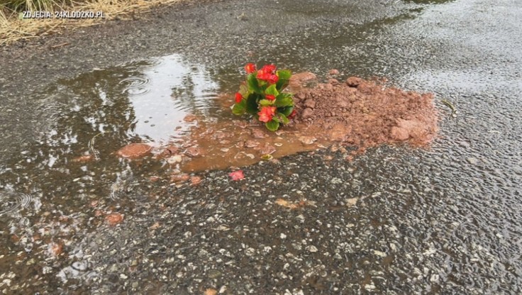 Dolny Śląsk. Dziury w drodze. Mieszkańcy zasadzili kwiaty
