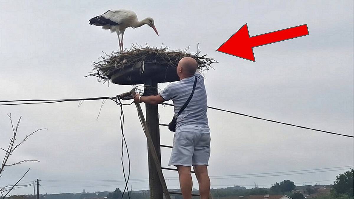 Mężczyzna odkłada pisklę do gniazda.