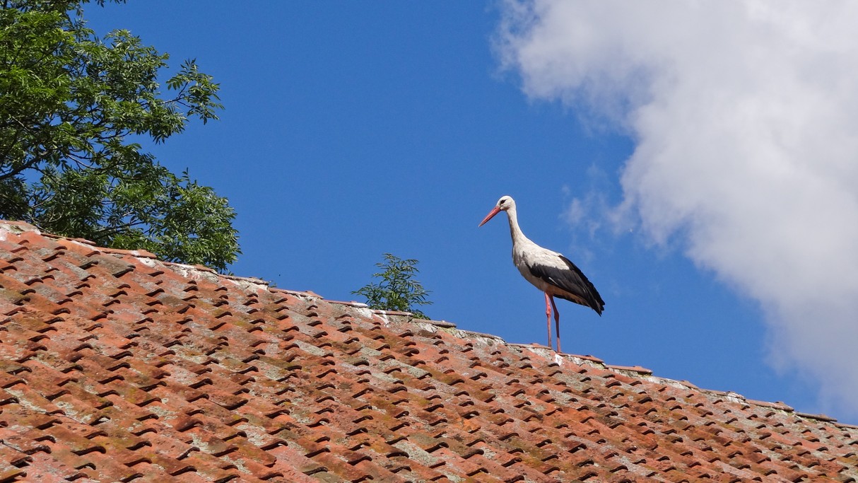 Bociania wioska - zdjęcie 21