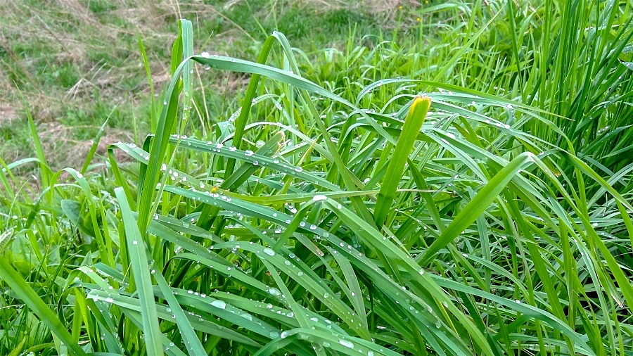 17.05.2019 07:00 Zaczęły pylić trawy, które są koszmarem dla wielu alergików. Jednak jest dobra wiadomość