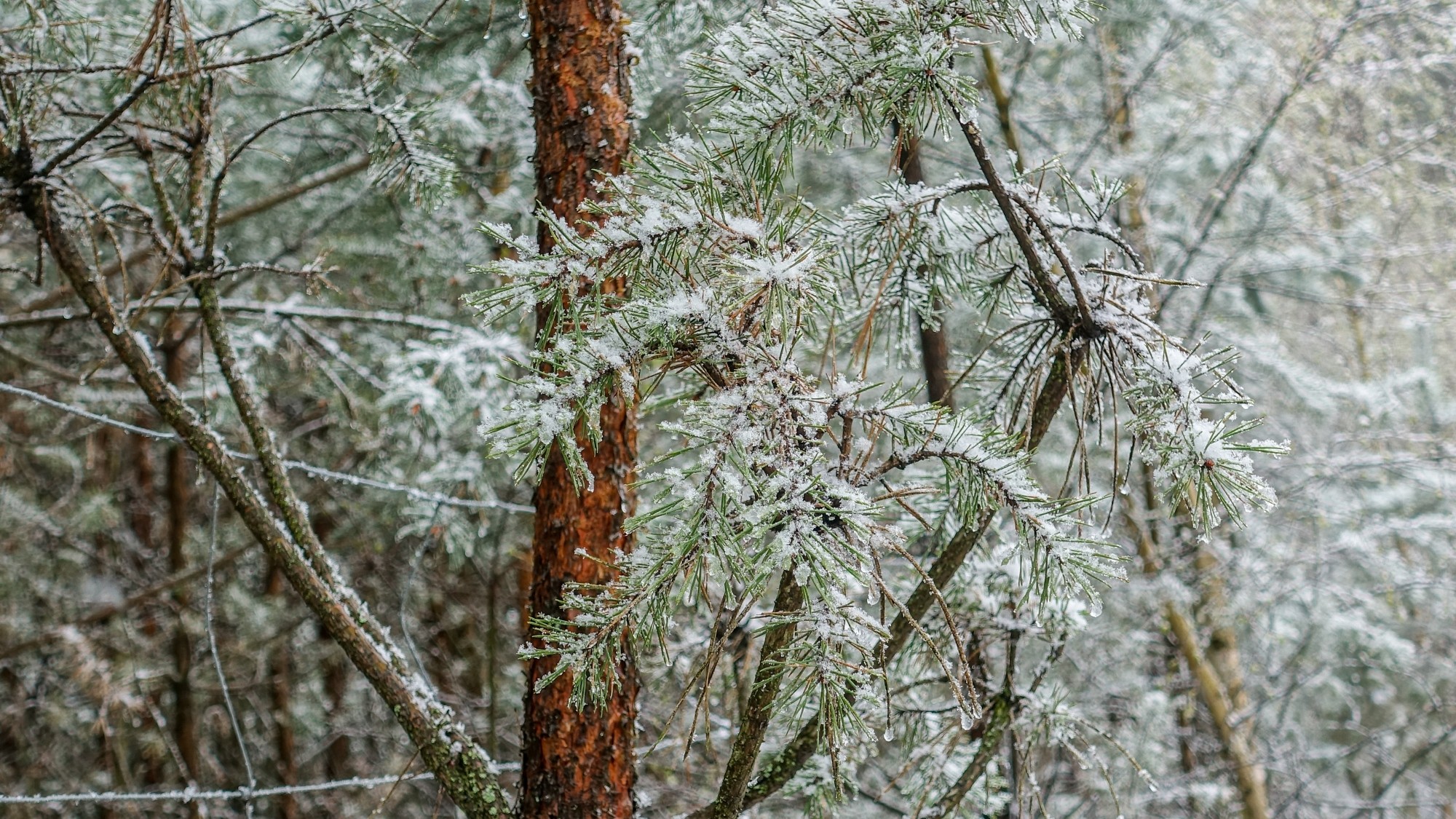 Zima w maju - zdjęcie 16