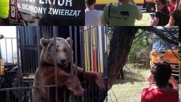 Okaleczony niedźwiedź zabrany właścicielowi cyrku. "Służył tylko do sztuczki z popcornem!"