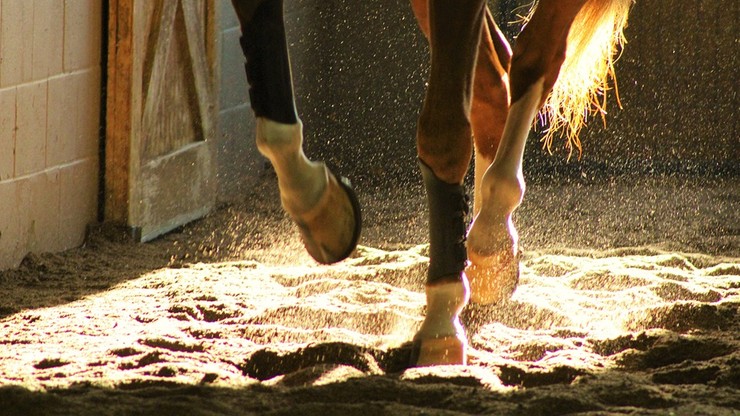 Spłoszone konie stratowały dziecko. 10-latka trafiła do szpitala