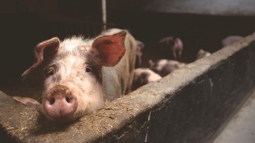 Komisja rolnictwa za projektem specustawy dot. afrykańskiego pomoru świń
