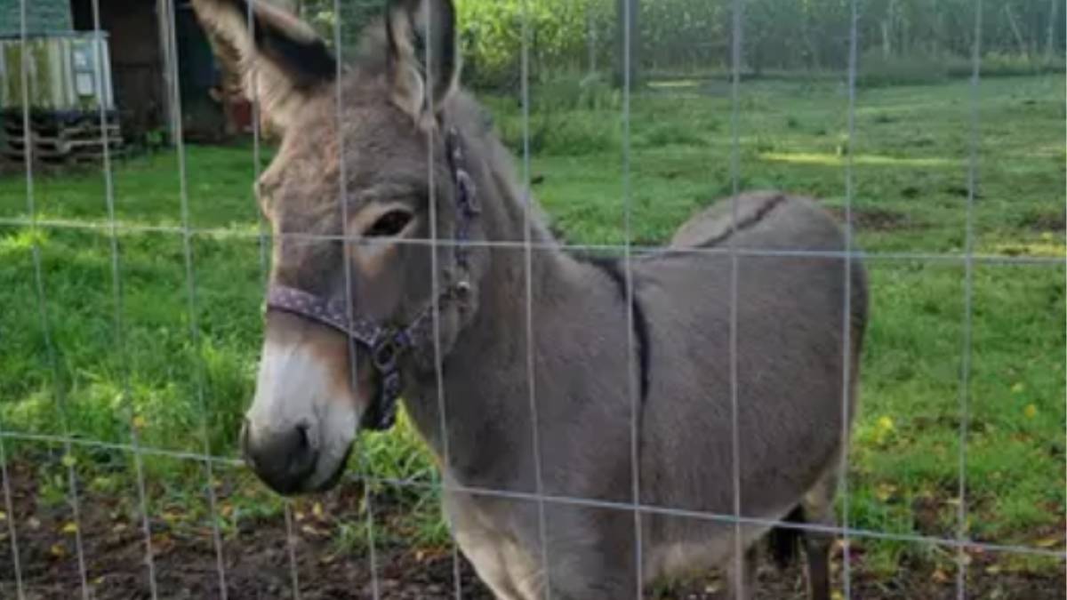 Interwencja wymknęła się spod kontroli. Kilka osób rannych po ataku osła