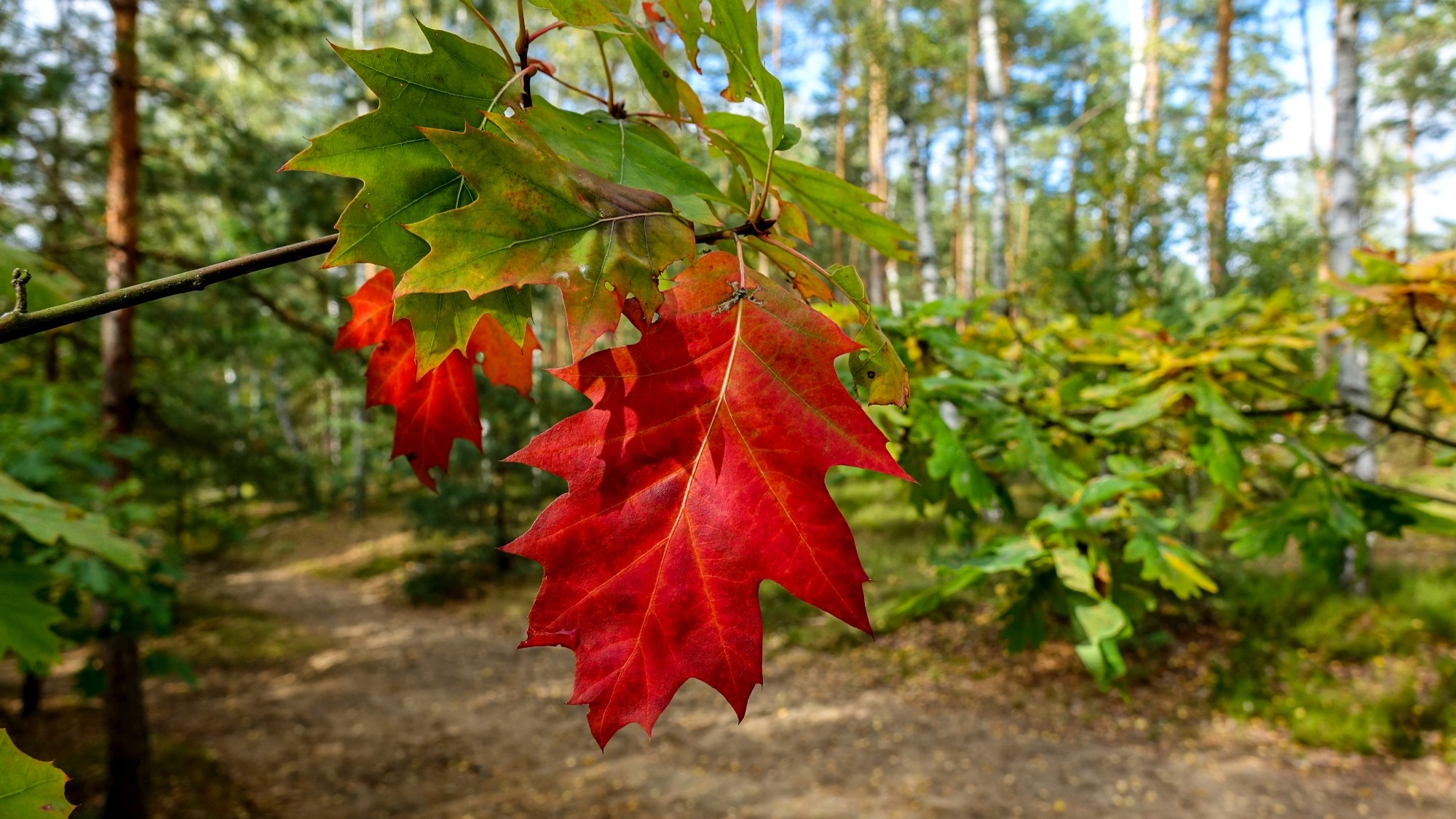 Późne lato na łonie natury - zdjęcie 4