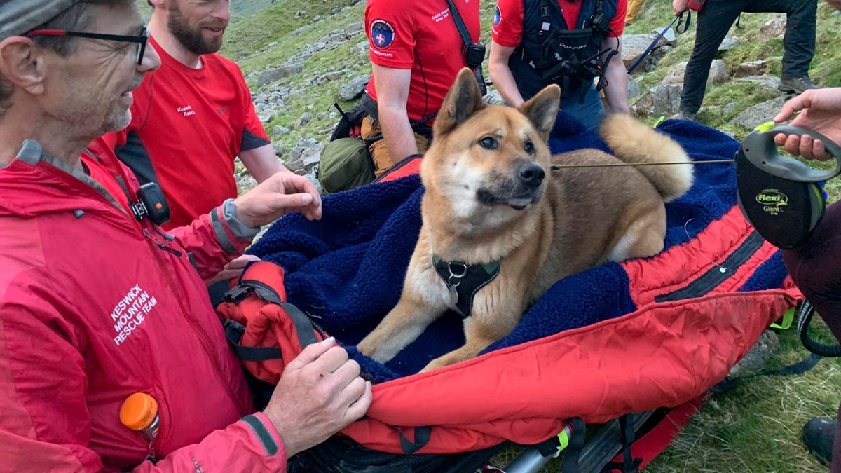 Wielka Brytania: Ratownicy pomogli wyczerpanemu i rannemu psu w górach