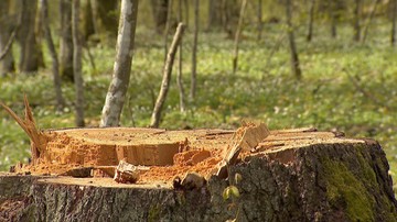 Gigantyczna kara za nielegalną wycinkę drzew. Właściciel działki musi zapłacić blisko 15 mln zł