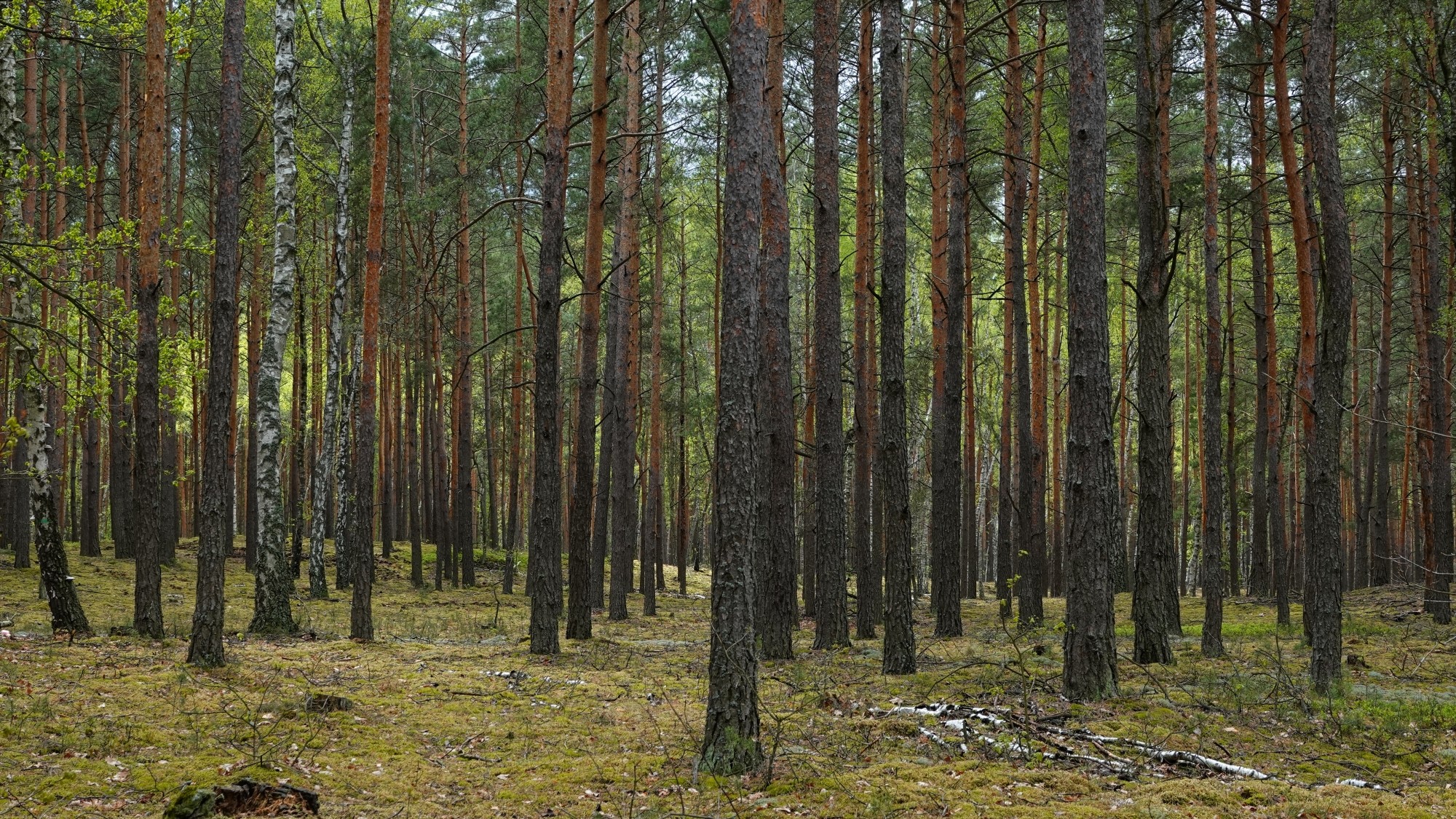 Całe piękno późnej wiosny - zdjęcie 43