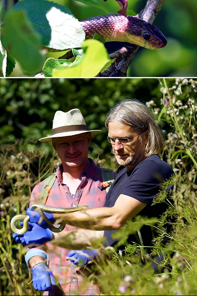 2025-10-31 „Podglądacze przyrody” - sezon 3, odcinek 5: Wąż Eskulapa