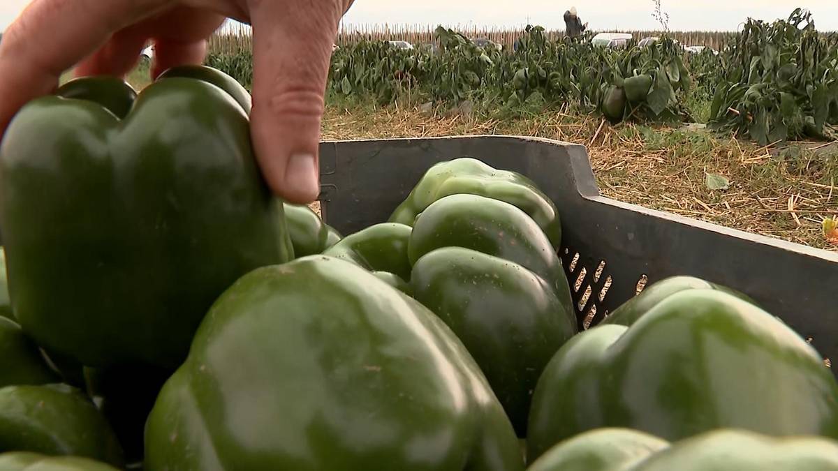 Rozdał ludziom za darmo 60 ton papryki. "Żal ściska"