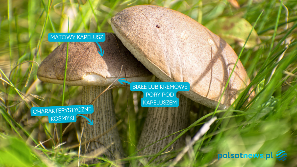 Koźlarze rosną w naszych lasach, a ich wysyp zależy od pogody