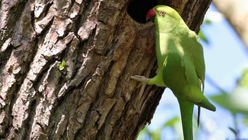 Sensacja ornitologiczna w Nysie. Zielone papugi zamieszkały w parku i doczekały się piskląt