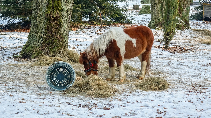 30.01.2019 11:00 Najzimniejszy miesiąc w roku na wspaniałych zdjęciach z całej Polski. Zobacz koniecznie!