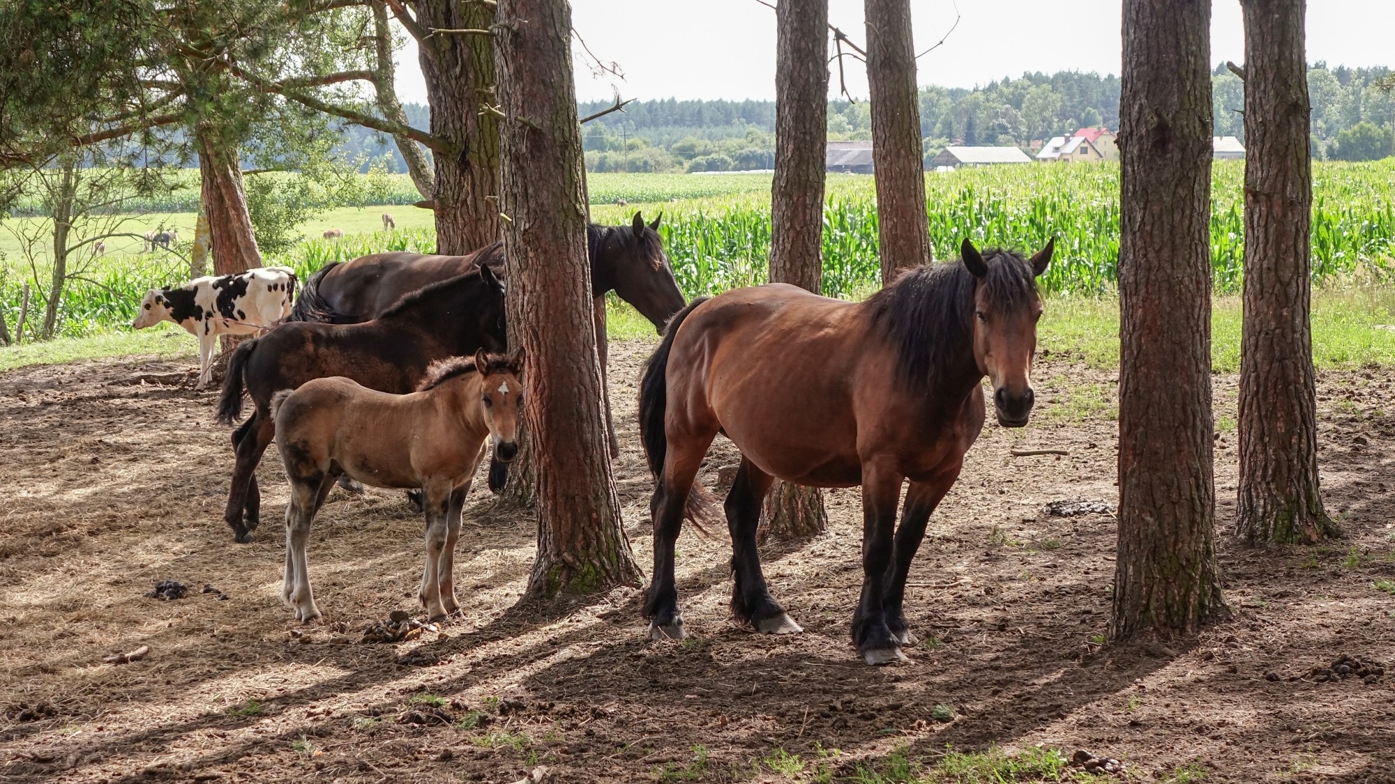 Z kamerą wśród zwierząt - zdjęcie 12