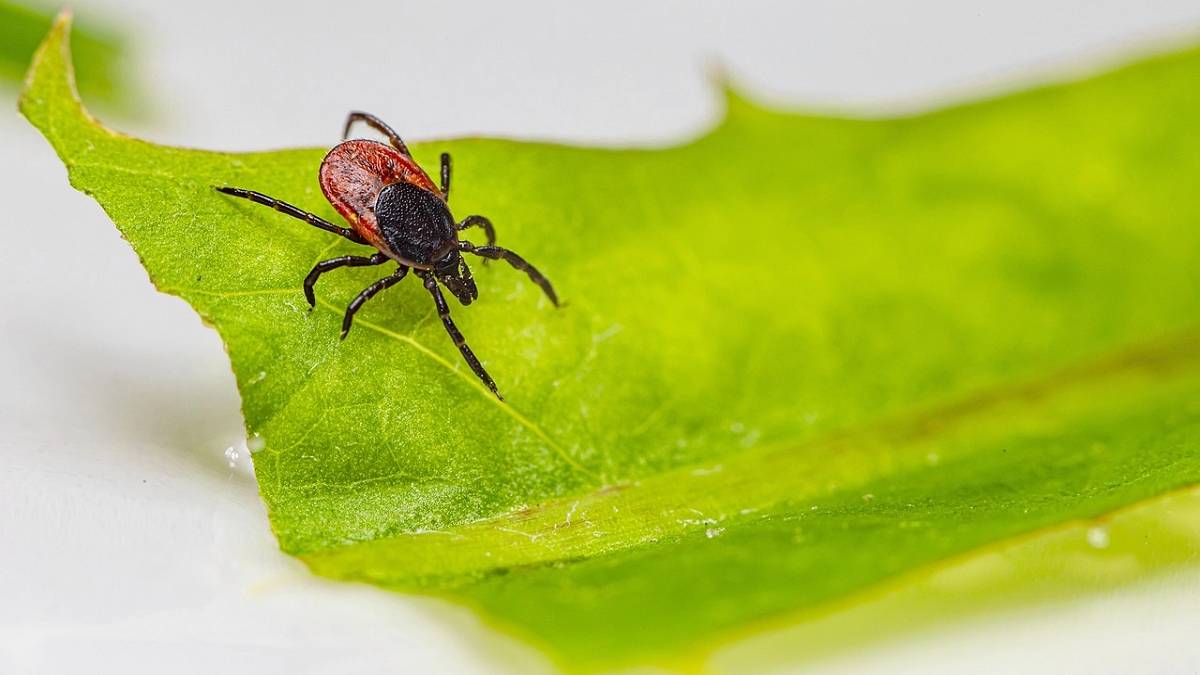 Jest naturalna metoda na kleszcze. Fot. Pixabay.