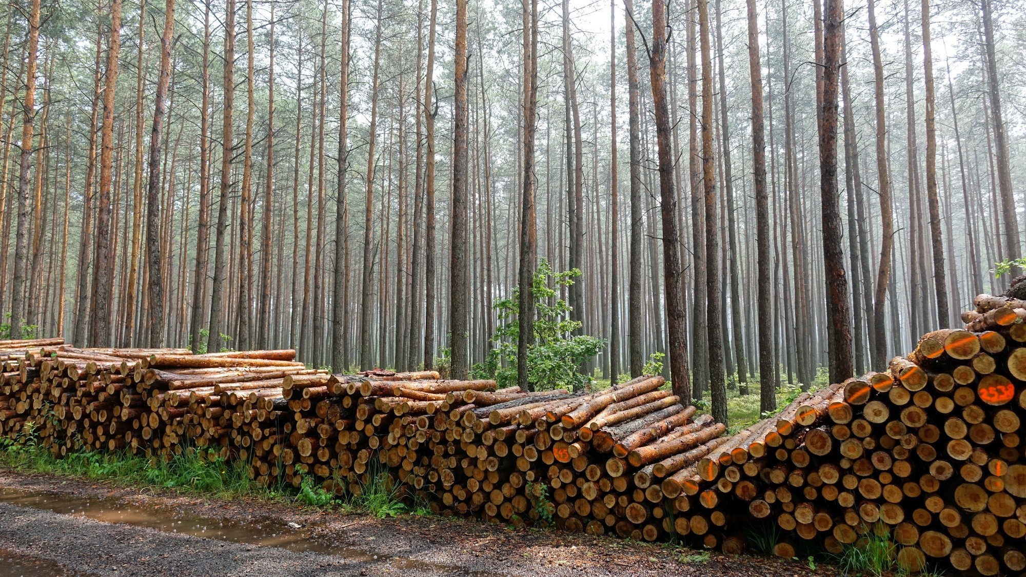 Urocze zakątki w lasach - zdjęcie 96