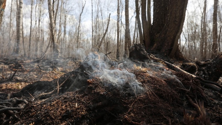 Najwyższe zagrożenie pożarowe w polskich lasach. Pożary również w Holandii i Szkocji