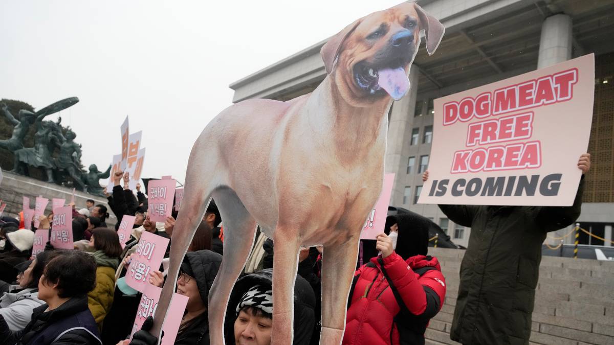 Korea Południowa zakazała handlu psim mięsem. Tysiące osób czekają poważne zmiany